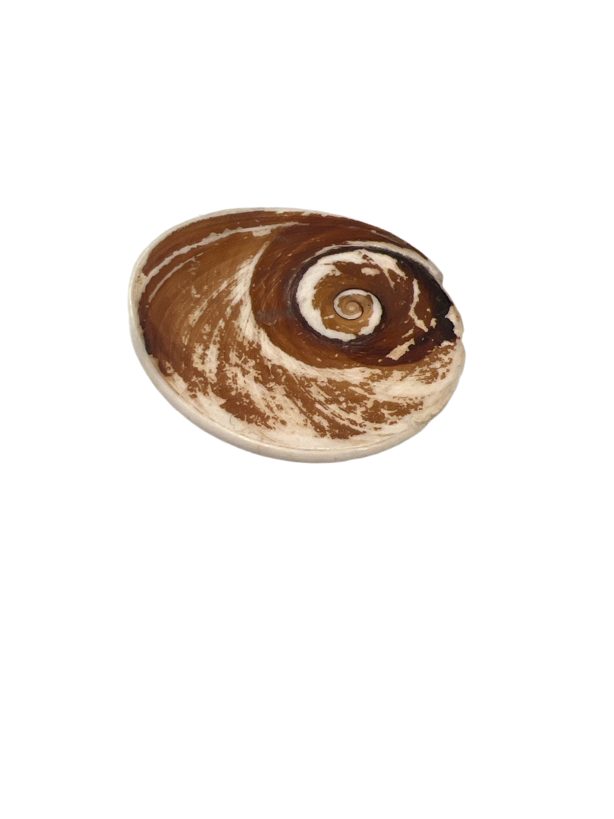 Marine Fossil Natural