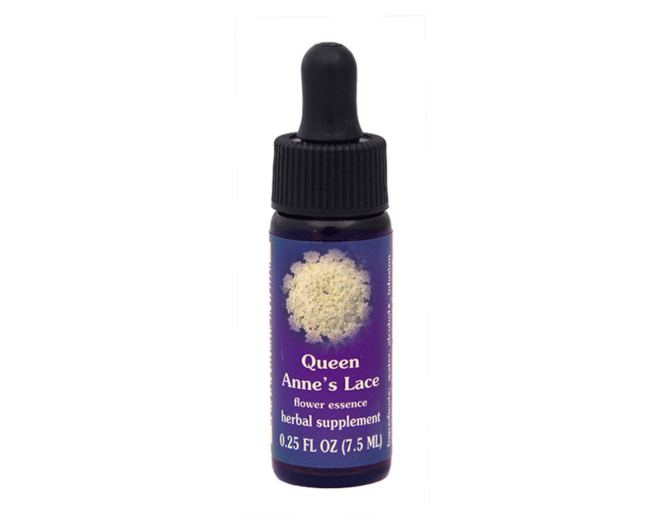 Biodynamic Queen Anne's Lace Flower Essence Herbal Supplement