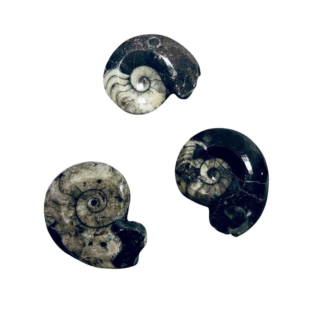 Goniatite Moroccan Polished Fossil 2"
