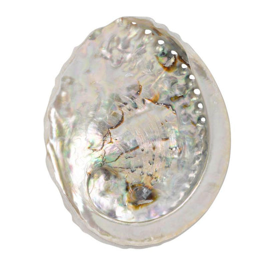 ABALONE SHELL 5"-5.5" Wolfs Spirit