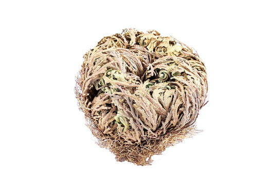 Jerico Flower 3.5 Inch