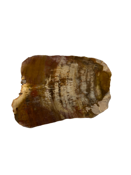 Natural Raw Petrified Wood
