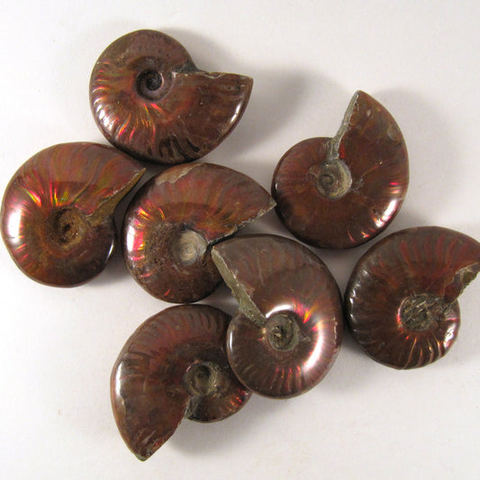 Red Opalized Ammonite Madagascar