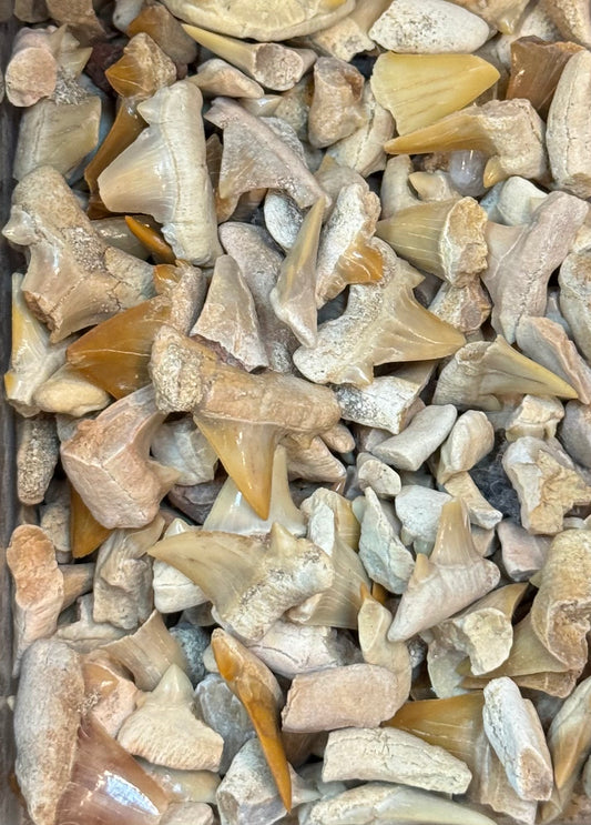 Morocco Shark Teeth Crystal – unique shark teeth-shaped crystals from Morocco, perfect for collectors and metaphysical use.
